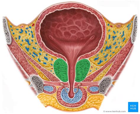 Prostate gland: Anatomy and histology | Kenhub