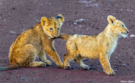 Ngorongoro Lion Cubs | Ngorongoro Crater, Tanzania 2019 | Steve Shames ...