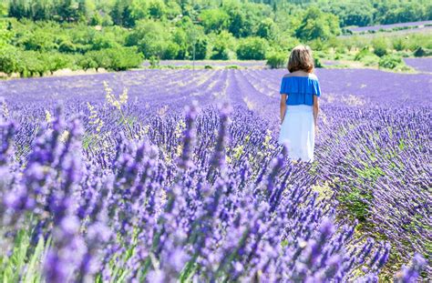 lavender-flower-fields-france - TripZilla