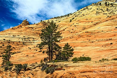 Navajo Sandstone Photograph by Robert Bales - Fine Art America