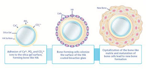 From Pyrex to Bioglass: Glass is all around you, even in you | NCPR News