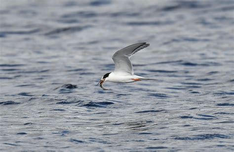Common Tern juvenile Kinnaber 29 8 2023 3a | Alex M Shepherd | Flickr