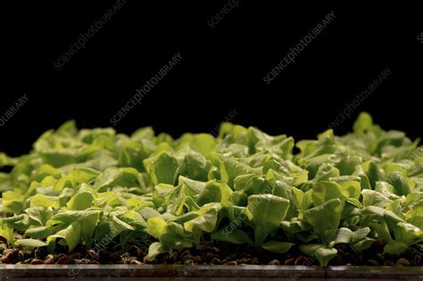 Lettuce seedlings - Stock Image - F022/3913 - Science Photo Library