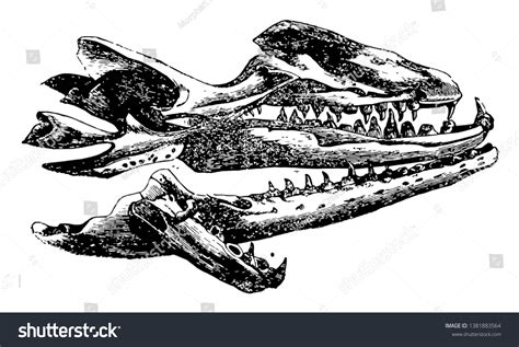 54 Black Mosasaur Images, Stock Photos & Vectors | Shutterstock