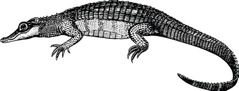 Free Clipart Of A black and white Alligator