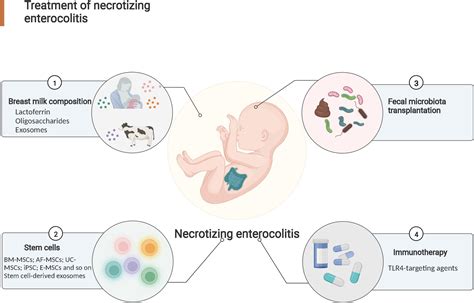 Frontiers | Current therapy option for necrotizing enterocolitis ...