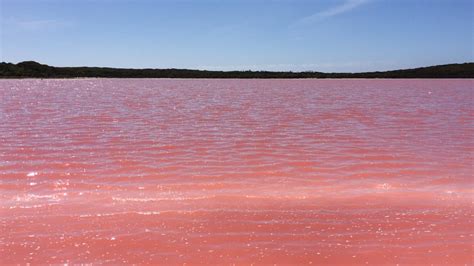 Picturesque: The World Famous Pink Lake Will Amaze You (Video)