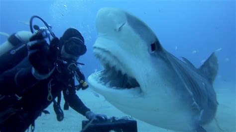 Shark Week: Divers Pet Tiger Sharks Like Dogs