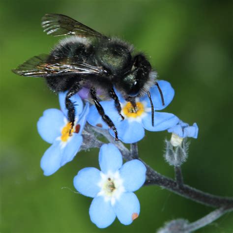 blue orchard bee - Osmia lignaria - BugGuide.Net