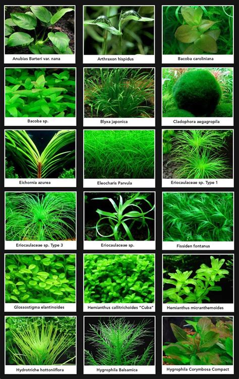 Aquarium Plant Identification Chart