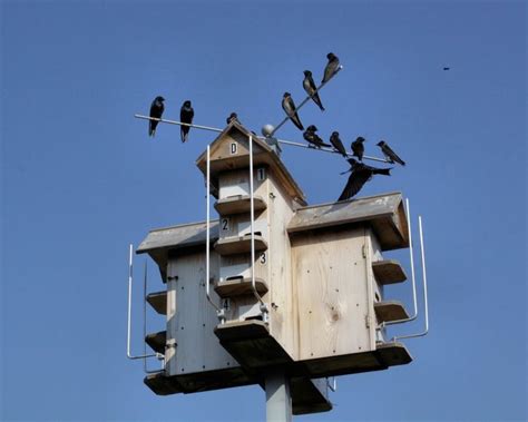 9 best images about birdhouses on Pinterest