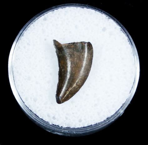 Dromaeosaurus/Raptor Tooth From Montana For Sale (#3433) - FossilEra.com