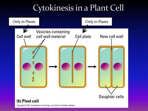 PPT - The Cell Cycle PowerPoint Presentation, free download - ID:6859486