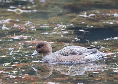 Eurasian Wigeon – Singapore Birds Project