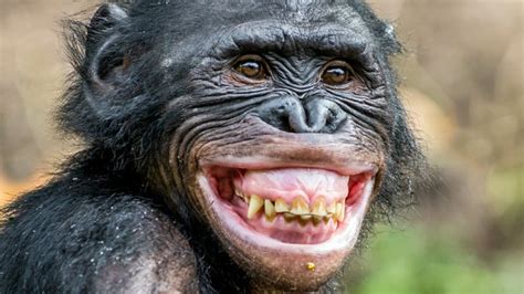 Why The Name Of The Bonobo Ape Might Actually Be Meaningless