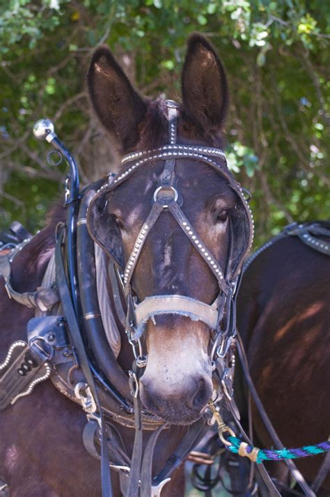 Mule in harness, ready to work. www.marshamcdonald.com | Horses, Animal faces, 20 mule team borax