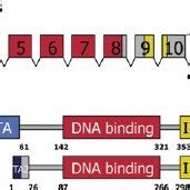 Schematic overview of the p63 gene and two of its protein products. ( A ...