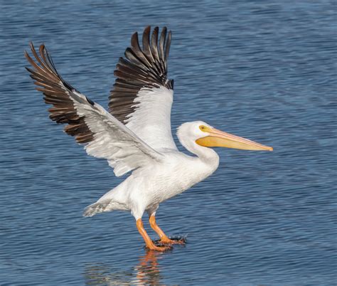 American White Pelican | San Diego Bird Spot