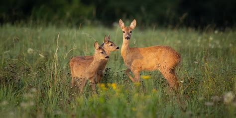 Popolazioni di capriolo: il trend - Caccia Magazine