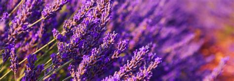 Lavender honey: benefits and uses in pharma and food suplements