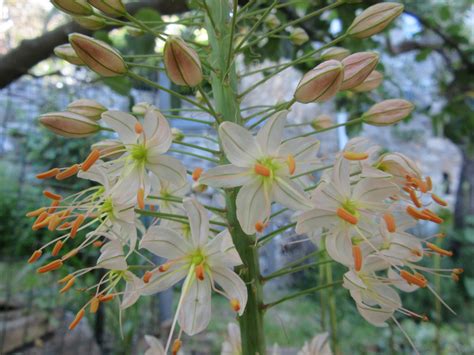 foxtail lily on the third terrace – Villa Simonicchi