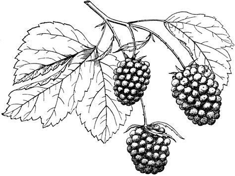 Free Blackberries Cliparts, Download Free Blackberries Cliparts png images, Free ClipArts on ...