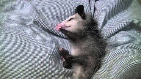 Baby Possum sleeping - YouTube