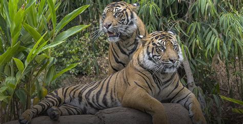 Sumatran Tiger | San Diego Zoo Wildlife Alliance