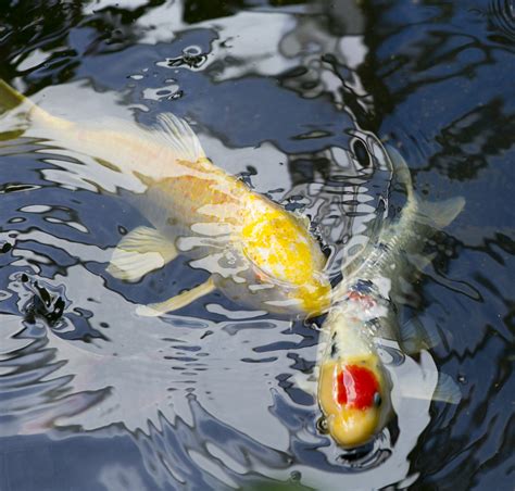 Koi Spawning | Next Day Koi