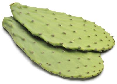 Cactus Leaves - M. Levin & Co