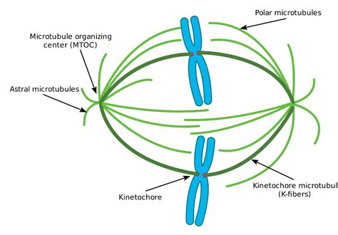 A drug called colchicine interferes in mitosis during the spindle microtubule formation; it does ...