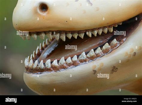 Dinosaur teeth hi-res stock photography and images - Alamy