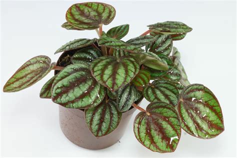 Peperomia albovittata