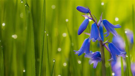 Bluebell Wallpaper : Bluebell Wallpapers Bluebells Flowers Woods Forest Woodland Wild English ...