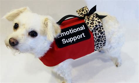 Emotional Support Dog - Inside Dogs World