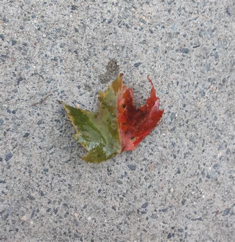 This leaf changing colors : r/mildlyinteresting