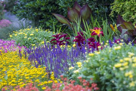 Salvia Varieties - Salvias Flowers - Flower Magazine