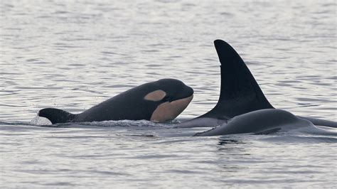 Orca Calf Offers Hope for a Fading Group in the Pacific Northwest - The ...