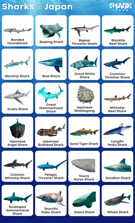 List of Sharks in Japan with Pictures