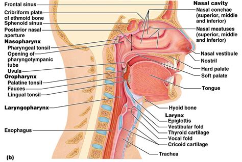 Upper Respiratory System Diagram Images & Pictures - Becuo