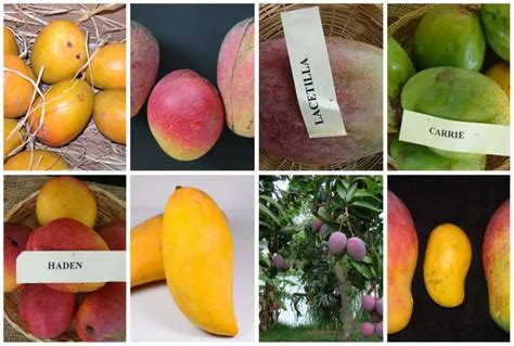 Mango Varieties Types Of Mangoes National Mango Board, 52% OFF