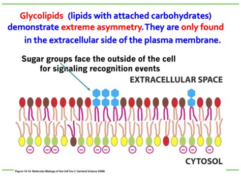 7.3 Lipid bilayer asymmetry, Lipid mobility and Dynamic fluidity Flashcards | Quizlet