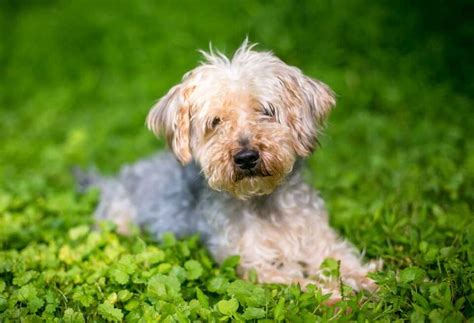 How To Train a Yorkie Poo - PatchPuppy.com