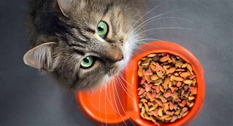 The Best Grain Free Cat Food - Which One To Choose, And Why?