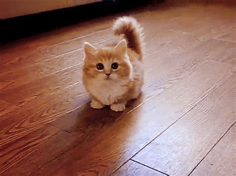tumblr_lzykw88Ffl1qdt1npo1_500.gif (480×360) | Munchkin cat, Munchkin kitten, Cute animals