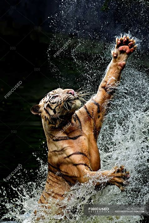 Tiger jumping from water to catch food, Indonesia, Jakarta Special Capital Region, Ragunan ...