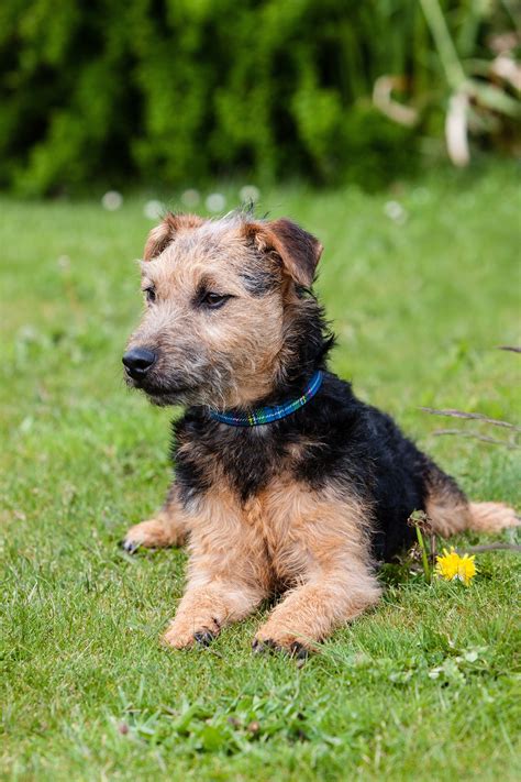 Lakeland Terrier Puppies for Sale | Buckeye Puppies