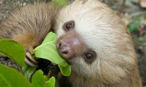 Two-Fingered Sloths - The Sloth Conservation Foundation