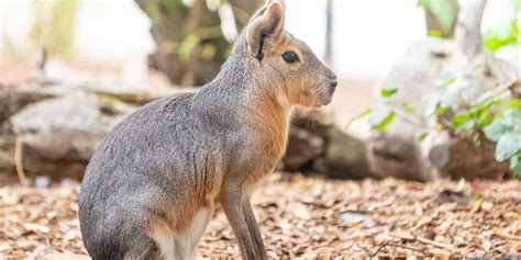 Creature Feature: Patagonian Mara | Assiniboine Park Conservancy