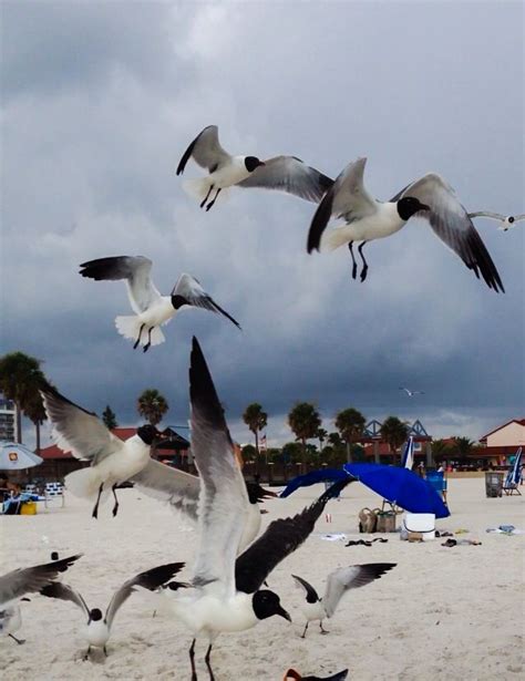 Seagulls @ Clearwater Florida Beach | Clearwater beach florida ...